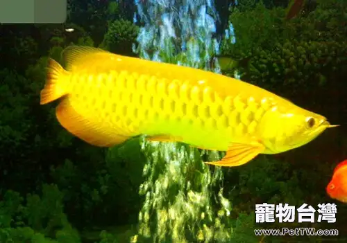 炎熱夏季如何給龍魚降溫