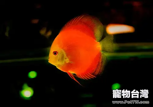 七彩神仙魚養殖注意事項有哪些