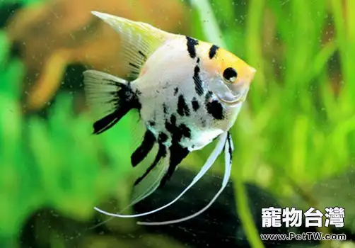 七彩神仙魚養殖注意事項有哪些