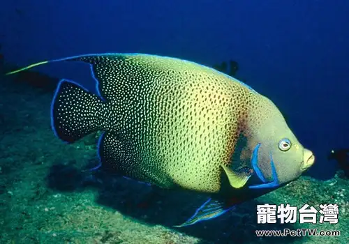 七彩神仙魚每個階段的養殖需要注意什麼？