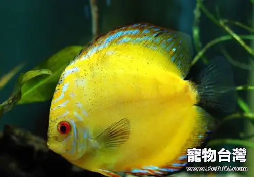 七彩神仙魚每個階段的養殖需要注意什麼？