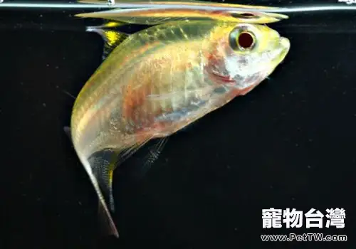 瞭解檸檬燈魚的生活習性和飼養方法