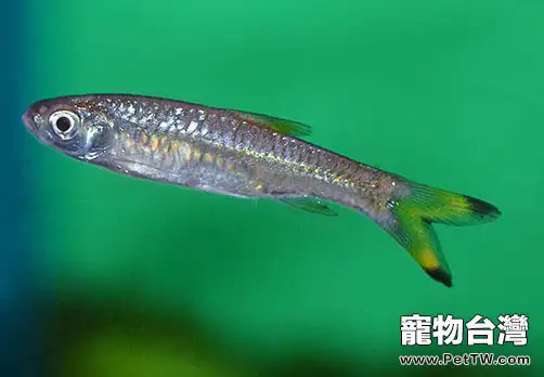 檸檬燈魚的繁殖要點有哪些