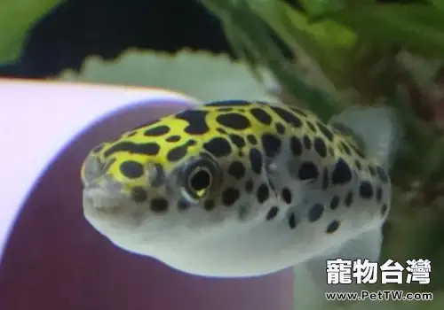 潛水艇魚的養殖需求有哪些(共2張圖片)-寵物台灣