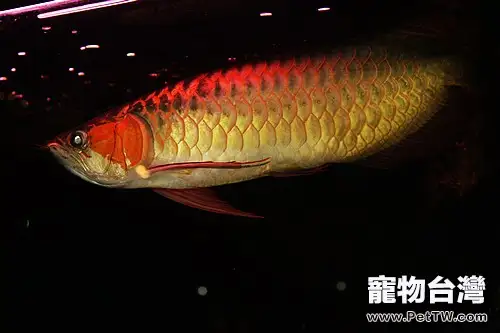 龍魚餵食的五種選擇