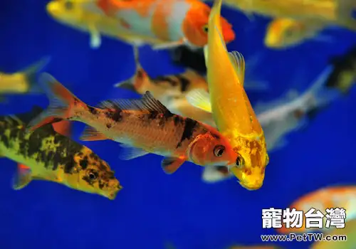 觀賞魚需要補充維生素嗎？