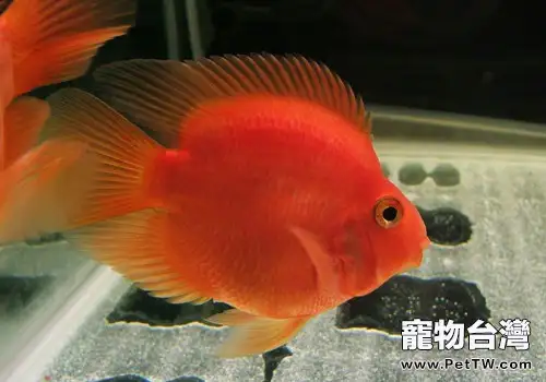 觀賞魚需要補充維生素嗎？