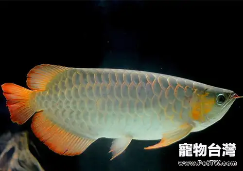 龍魚疾病如何防範於未然(共2張圖片)-寵物台灣