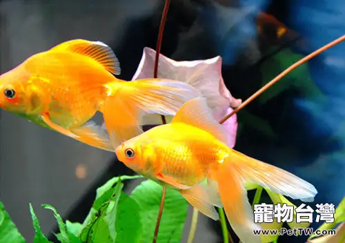 金魚的洞穴並該如何治療和預防