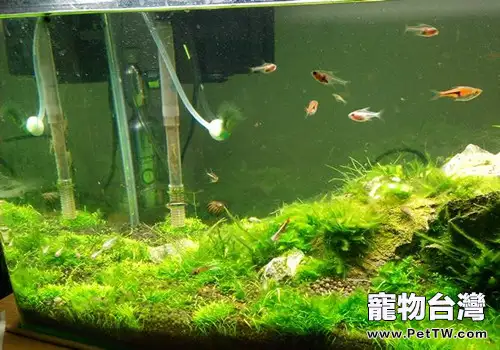 魚缸長藻類怎麼辦(1圖)-寵物台灣