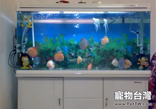 觀賞魚魚缸的容量該如何判斷