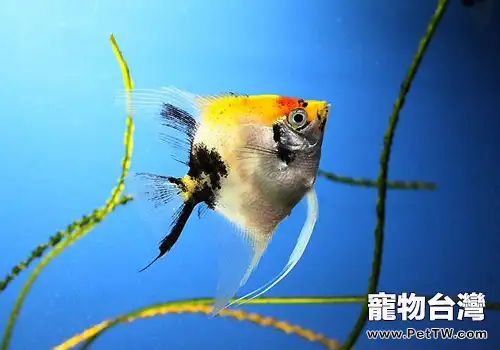 如何分辨七彩神仙魚的雌雄呢(1圖)-寵物台灣