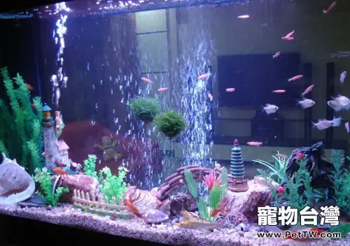 水草養殖不當可導致觀賞魚疾病