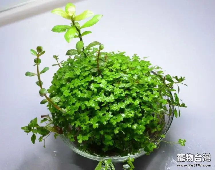 造景新寵——佗草(1圖)-寵物台灣