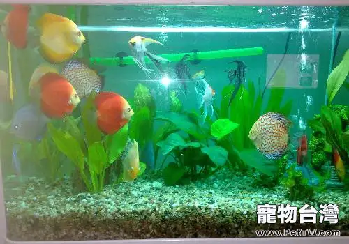 如何治療和預防七彩魚體內外寄生蟲