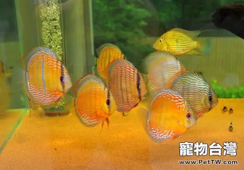 如何用中藥治療魚病