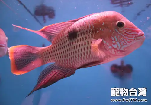 如何用中藥治療魚病