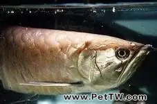 多變特色的黑龍魚(1圖)-寵物台灣