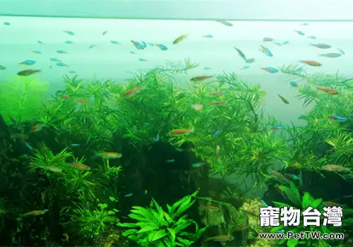 炎熱夏季該如何維護水草