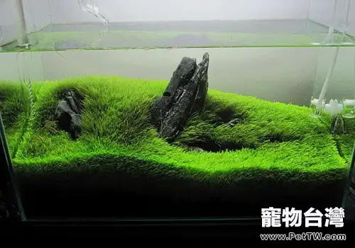 如何預防和消除水草箱中藻類