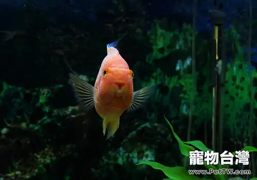 如何預防觀賞魚疾病