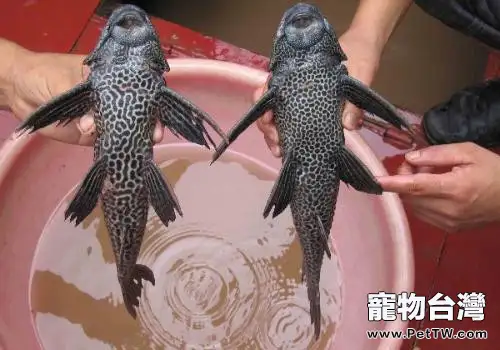 哪些魚類有清潔魚缸的作用
