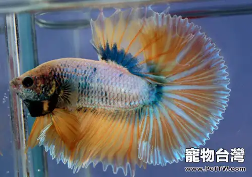 適合和孔雀魚一起養殖的水草有哪些(1圖)-寵物台灣