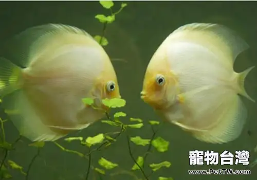 觀賞魚定期體檢很重要