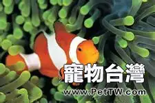 魚缸水面有泡要引起重視