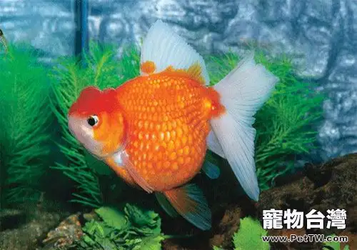 避免金魚死亡的養殖方法有哪些