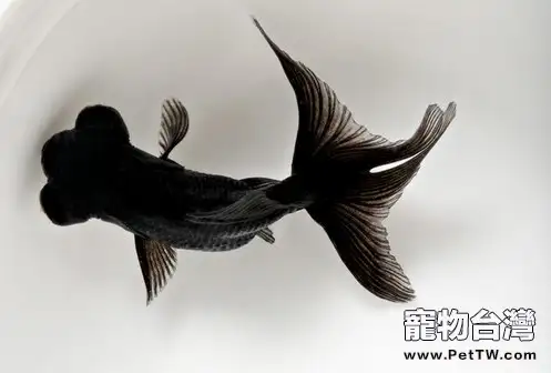 定期觀察金魚的日常生活有什麼好處(1圖)-寵物台灣