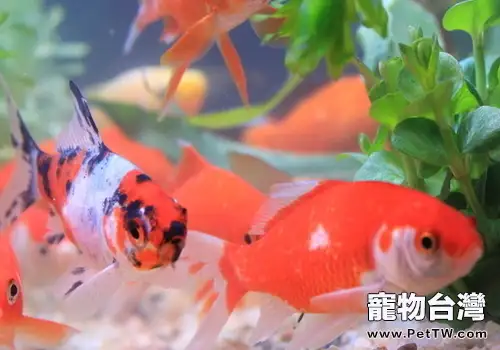 金魚水質的調整方法(1圖)-寵物台灣