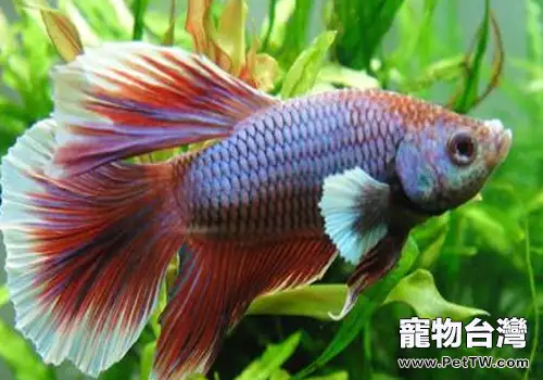 如何飼養好鬥魚