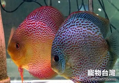 七彩神仙魚的繁殖探秘(1圖)-寵物台灣
