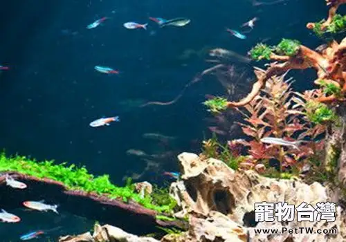 如何防止觀賞魚微生物感染(1圖)-寵物台灣