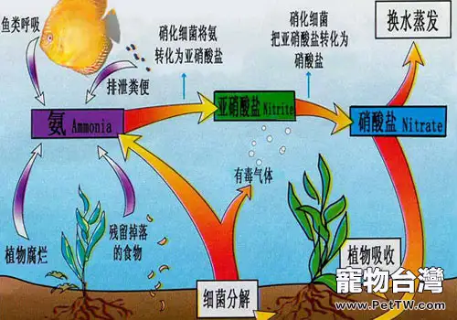  硝化菌與水質的關係