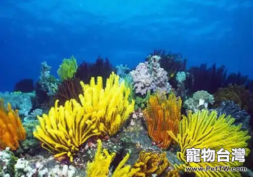 如何飼養好珊瑚