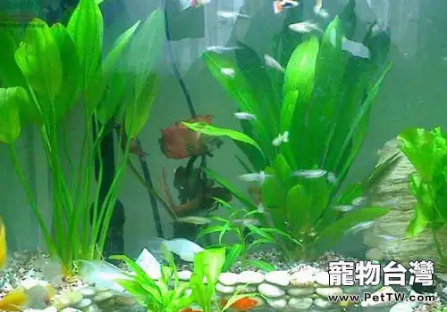 水族養殖中PH的調控