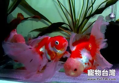 金魚養殖中水溫的控制