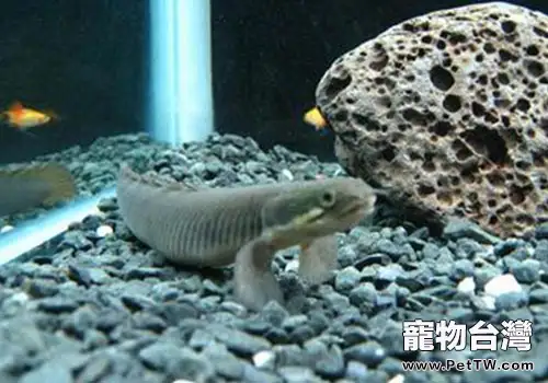  恐龍魚的飼養方法