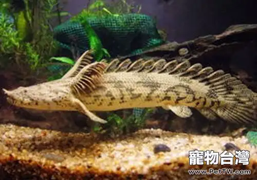  恐龍魚的飼養方法