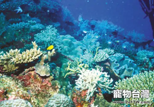 水族珊瑚礁的顏色變化與光照