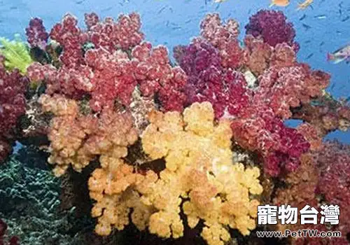 水族珊瑚礁的顏色變化與光照