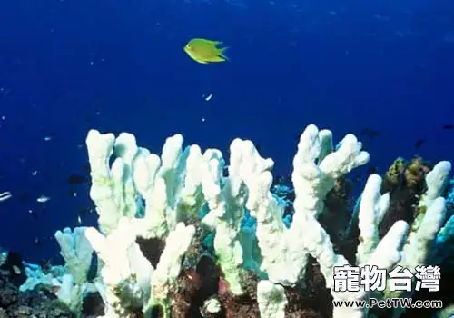 為什麼珊瑚會白化