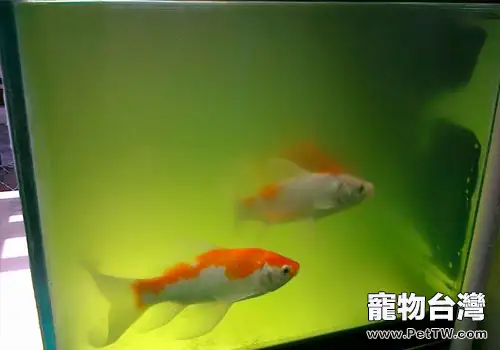 綠水養魚的作用