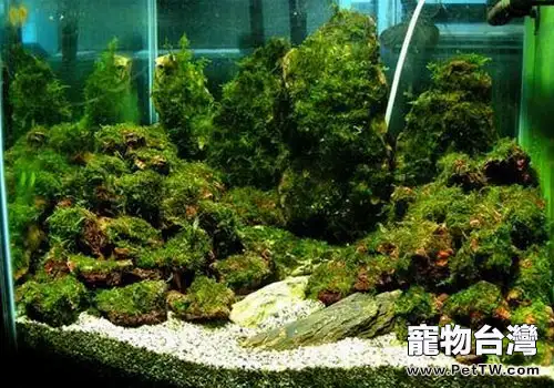 水族養殖中水草底床的基本常識