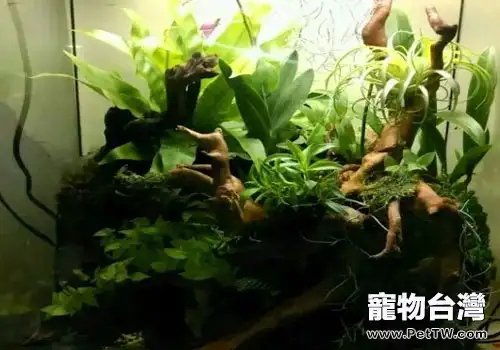 水族雨林缸的製作方法