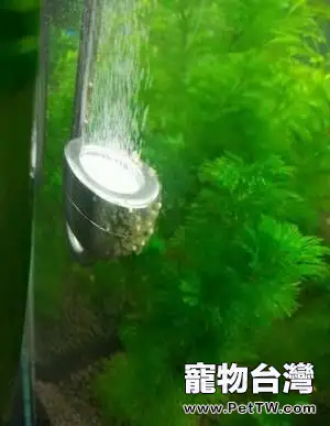 新手怎麼飼養熱帶魚