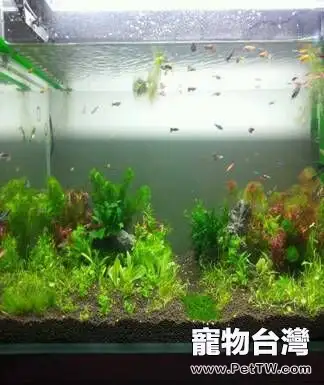 新手怎麼飼養熱帶魚