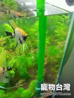 新手怎麼飼養熱帶魚